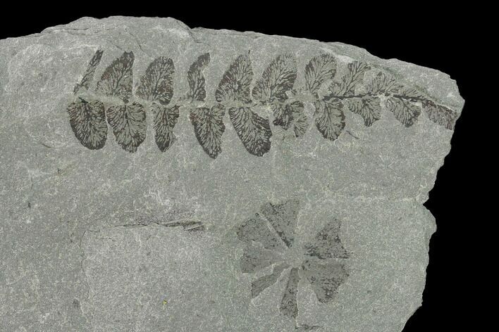Fossil Flora (Neuropteris & Sphenophyllum) Plate - Kentucky #142420